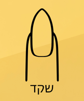 צורת שקד